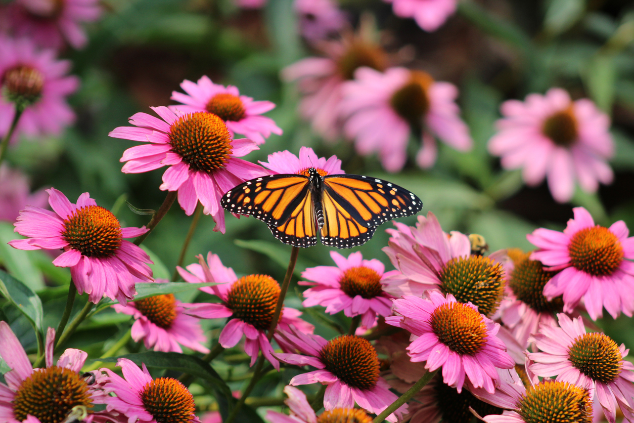 Memorable and Unexpected Funerals